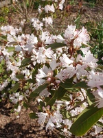 Rhododendron racemosum 